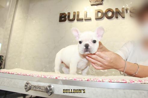 成約済の東京都のフレンチブルドッグ-105974の5枚目