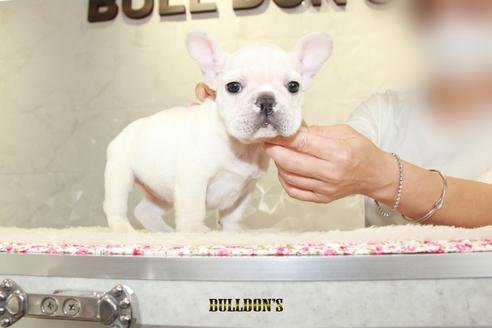 成約済の東京都のフレンチブルドッグ-105974の2枚目