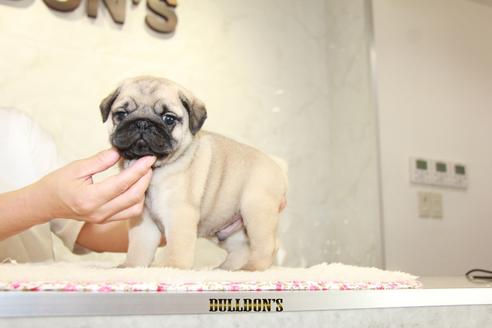 成約済の東京都のパグ-105975の1枚目