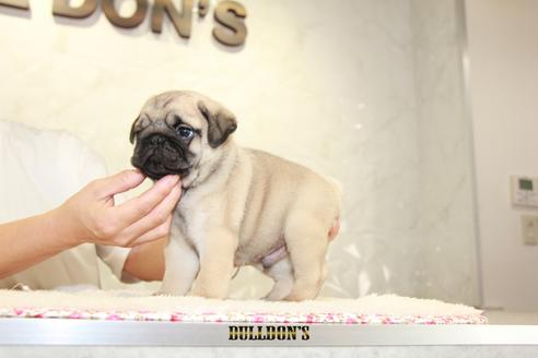 成約済の東京都のパグ-105975の4枚目