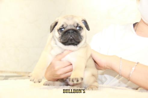 成約済の東京都のパグ-105975の3枚目