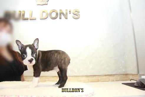 成約済の東京都のボストンテリア-106002の7枚目