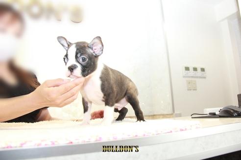 成約済の東京都のボストンテリア-106002の6枚目