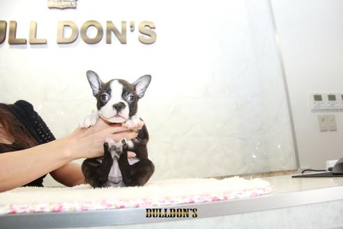 成約済の東京都のボストンテリア-106002の3枚目