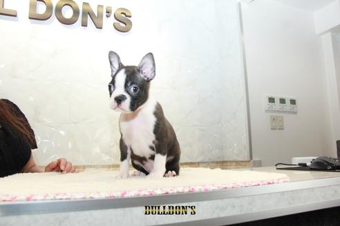 成約済の東京都のボストンテリア-106002の2枚目