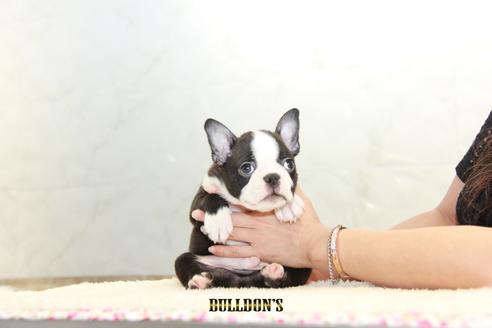 成約済の東京都のボストンテリア-106003