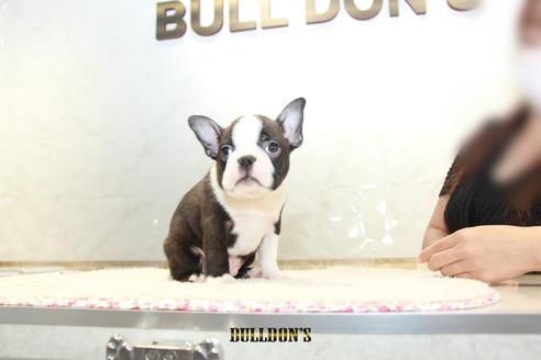 成約済の東京都のボストンテリア-106003の7枚目