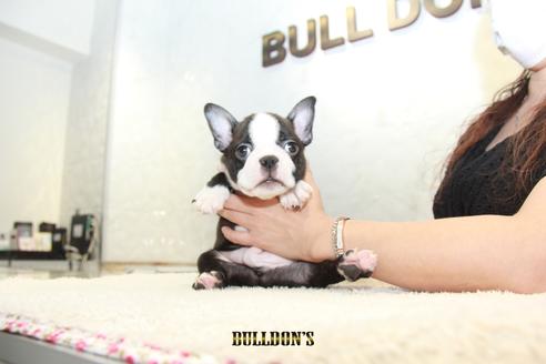 成約済の東京都のボストンテリア-106003の6枚目