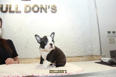 成約済の東京都のボストンテリア-106003の5枚目