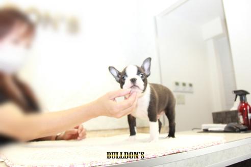 成約済の東京都のボストンテリア-106003の3枚目