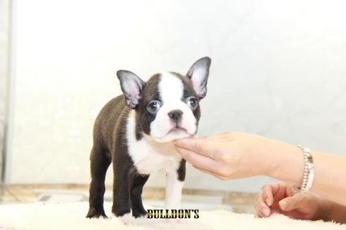 成約済の東京都のボストンテリア-106003の2枚目