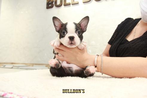 成約済の東京都のボストンテリア-106004