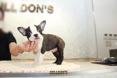 成約済の東京都のボストンテリア-106004の7枚目