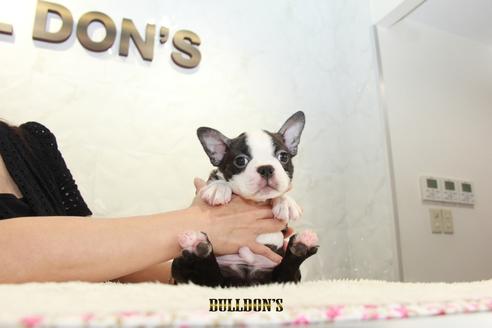 成約済の東京都のボストンテリア-106004の6枚目