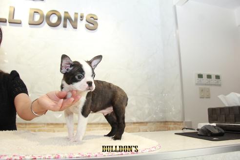 成約済の東京都のボストンテリア-106004の4枚目