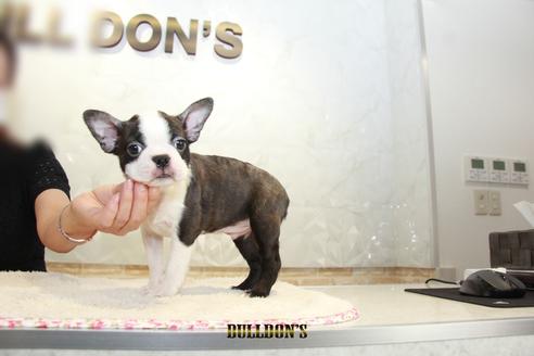 成約済の東京都のボストンテリア-106004の3枚目