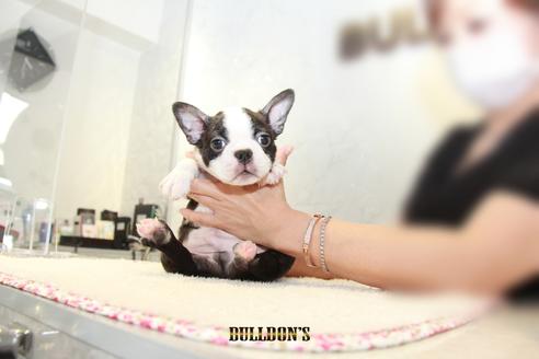 成約済の東京都のボストンテリア-106004の2枚目