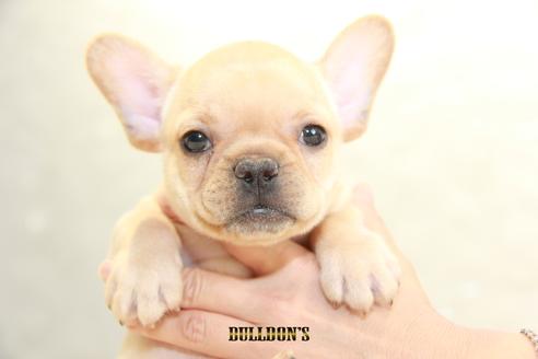 成約済の東京都のフレンチブルドッグ-106009