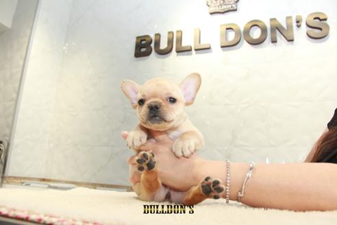 成約済の東京都のフレンチブルドッグ-106009の7枚目