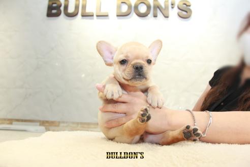 成約済の東京都のフレンチブルドッグ-106009の6枚目