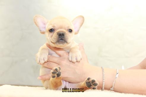 成約済の東京都のフレンチブルドッグ-106009の4枚目