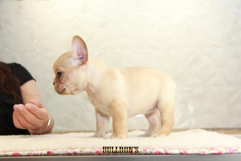 成約済の東京都のフレンチブルドッグ-106009の3枚目