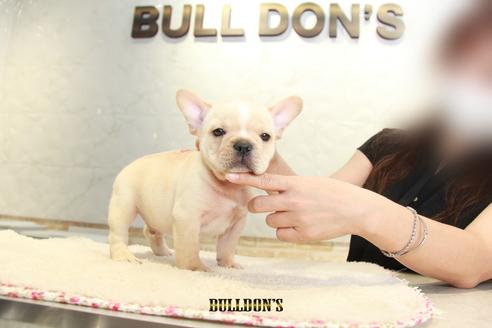 成約済の東京都のフレンチブルドッグ-106012の7枚目