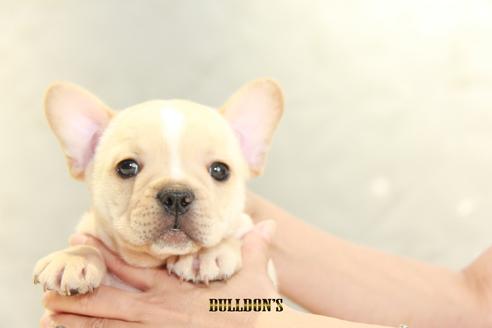 成約済の東京都のフレンチブルドッグ-106012の6枚目