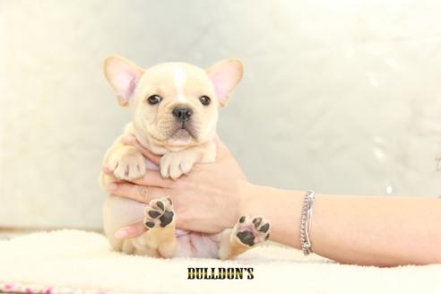 成約済の東京都のフレンチブルドッグ-106012の5枚目