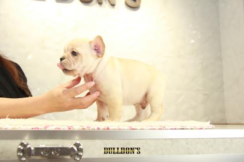 成約済の東京都のフレンチブルドッグ-106012の3枚目