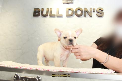 成約済の東京都のフレンチブルドッグ-106012の2枚目