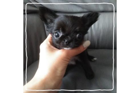 成約済の北海道のチワワ(ロングコート)-106032