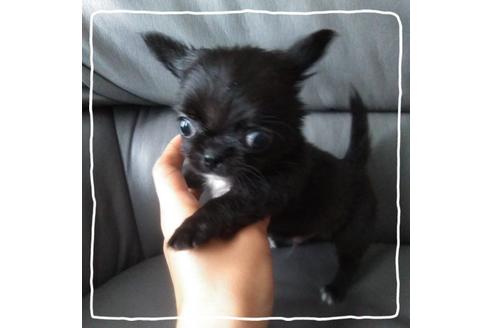 成約済の北海道のチワワ(ロングコート)-106032の4枚目