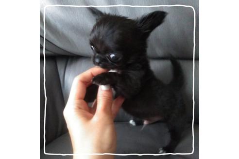 成約済の北海道のチワワ(ロングコート)-106032の3枚目