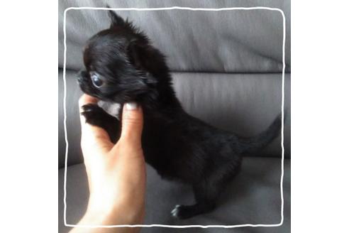 成約済の北海道のチワワ(ロングコート)-106032の2枚目