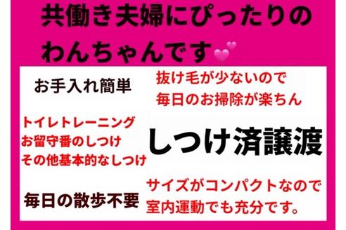 成約済の秋田県のミックス犬-105964の8枚目