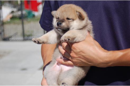 成約済の埼玉県の柴犬-106034の4枚目