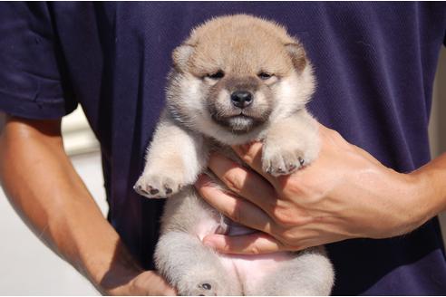 成約済の埼玉県の柴犬-106034の3枚目