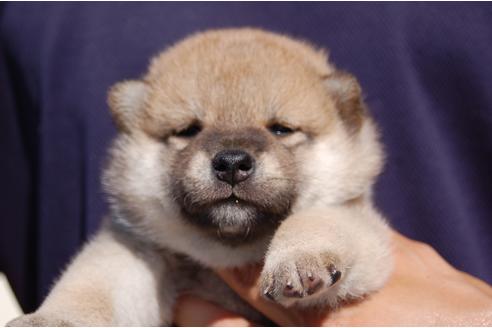 成約済の埼玉県の柴犬-106034の2枚目
