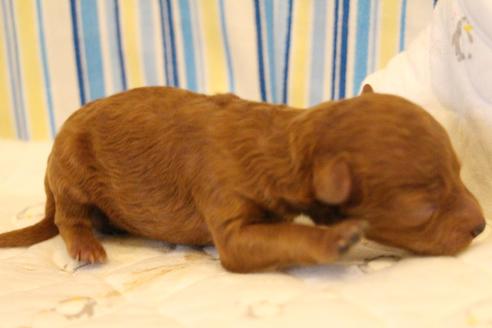 成約済の愛知県のトイプードル-106053の44枚目