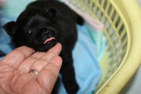 成約済の静岡県のポメラニアン-106057の1枚目