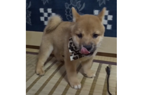 成約済の佐賀県の豆柴-106058の1枚目