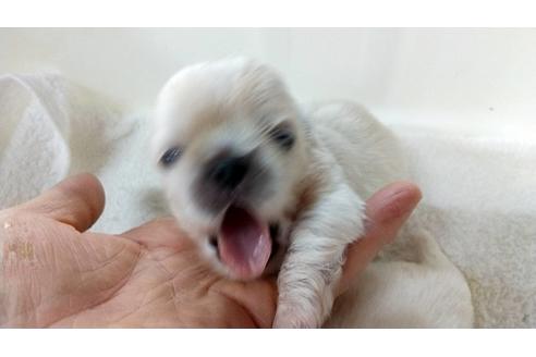 成約済の愛知県のペキニーズ-106066の1枚目