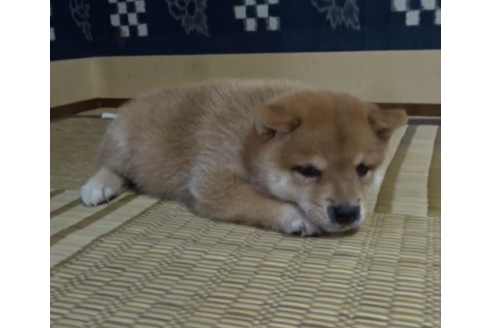 佐賀県の豆柴 男の子 07 16生まれ 滅多に生まれてこない素晴らしい子 子犬id ブリーダーナビ
