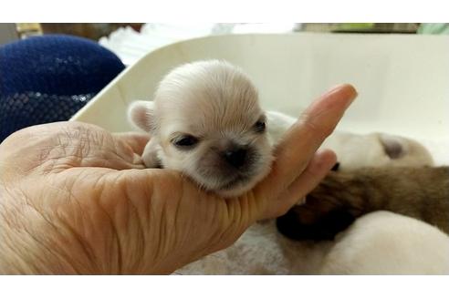 成約済の愛知県のペキニーズ-105441の4枚目