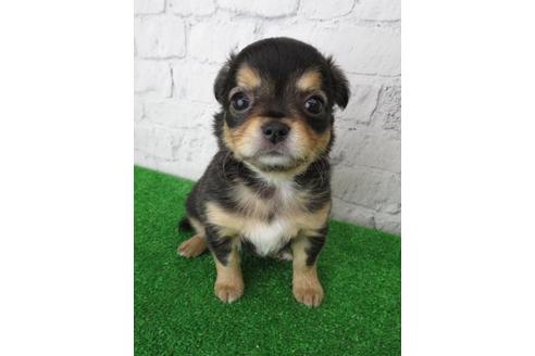 成約済の大阪府のチワワ(ロングコート)-106071の1枚目