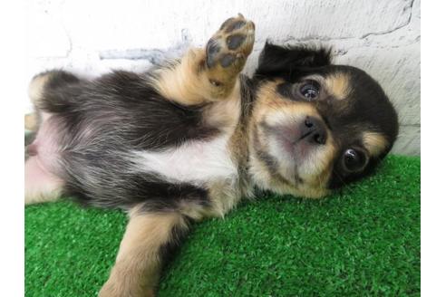 成約済の大阪府のチワワ(ロングコート)-106071の4枚目