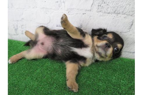 成約済の大阪府のチワワ(ロングコート)-106071の3枚目