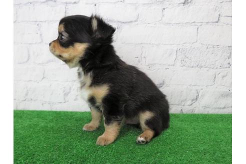 成約済の大阪府のチワワ(ロングコート)-106071の2枚目