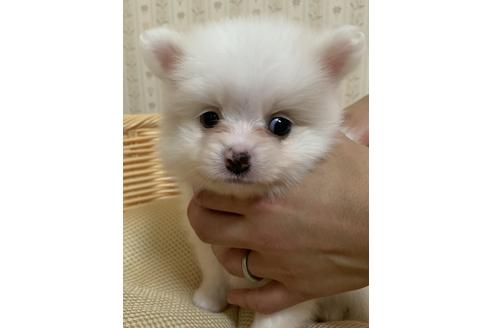 岡山県のポメラニアン 女の子 08 01生まれ 白いもこもこちゃんです 子犬id 1060 ブリーダーナビ
